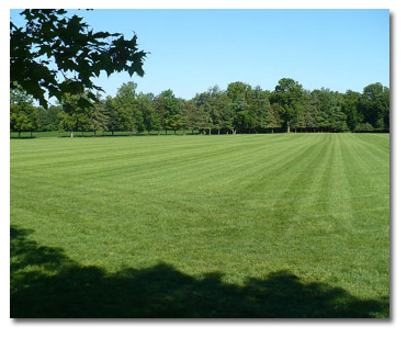 Field of Sod